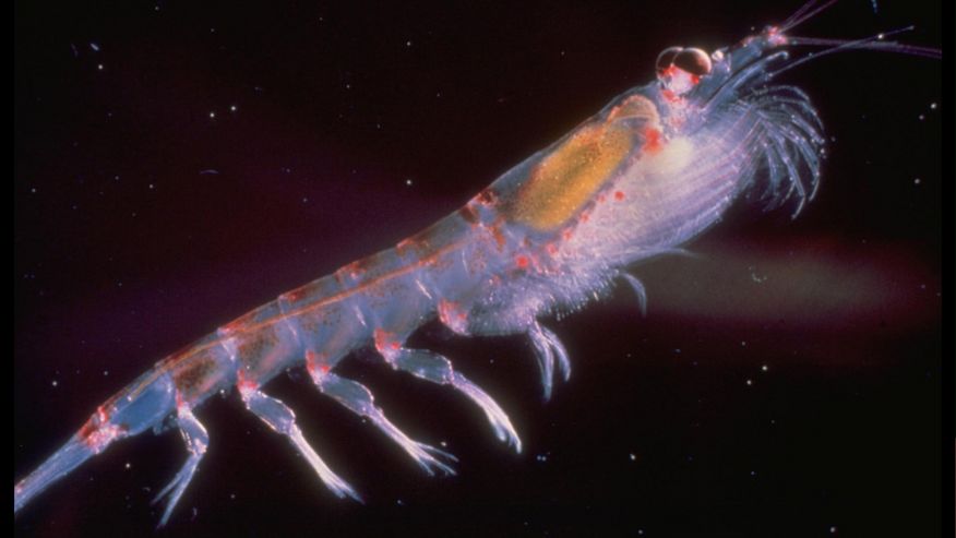 Foto eines Krills