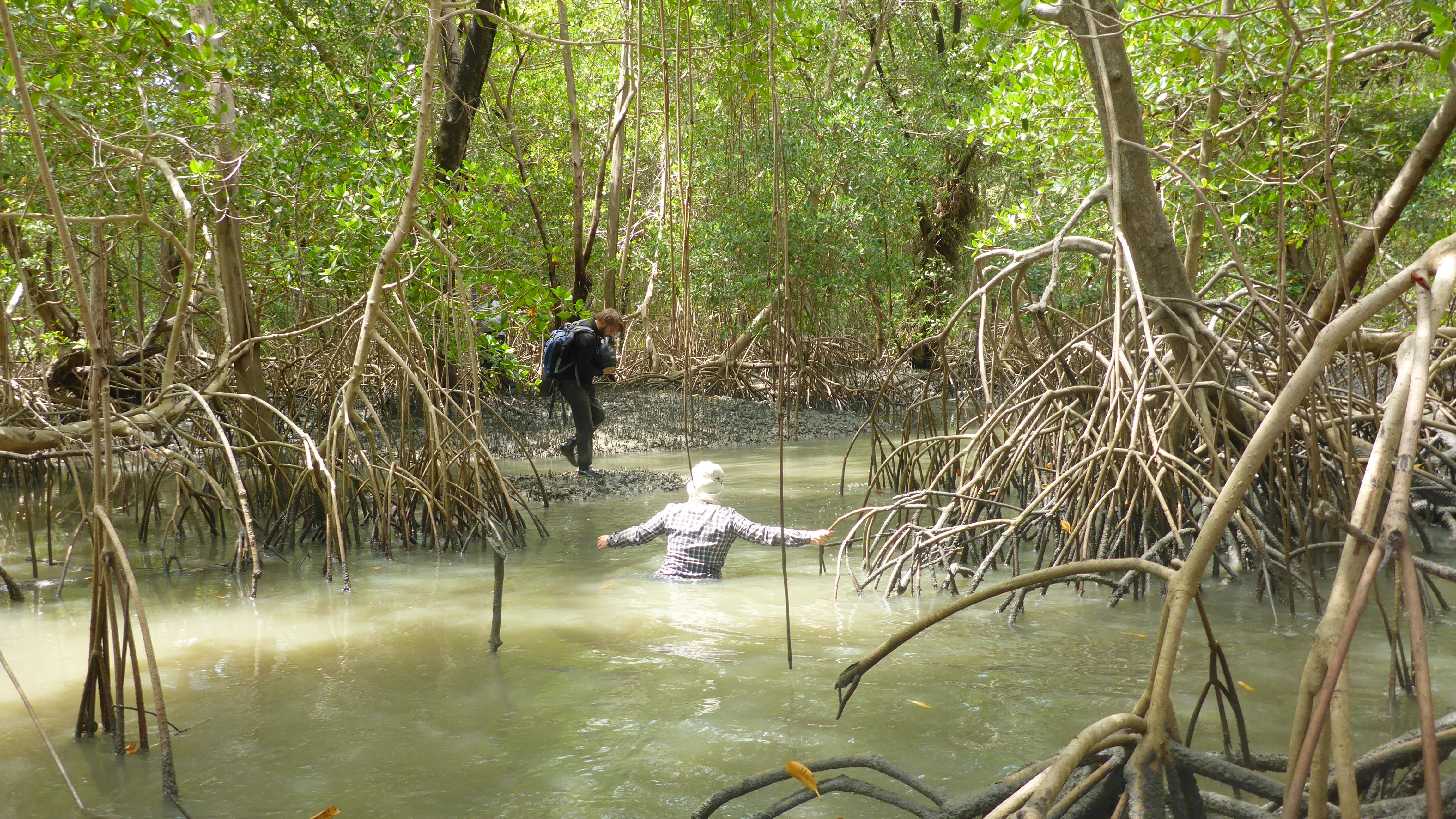 Mangroven Lebenskünstler zwischen Land und Meer Wissenschaftsjahr