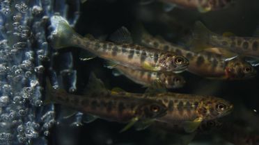 Foto von Regenbogenfischen, die sich normalerweise von Beutefischen ernähren. Fischfressende Fische vertragen jedoch auch pflanzliche Nahrung.