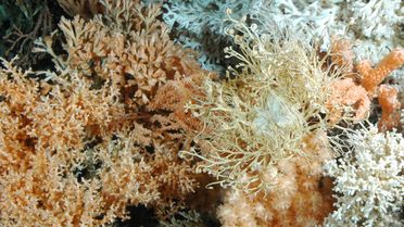 Foto von einem Kaltwasserkorallen-Riff in Norwegen.