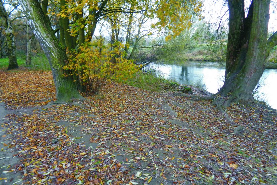 Fundbild der Gruppe Eichhörnchen