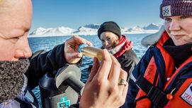 Klimawandel in der Arktis und die Auswirkungen auf Mikroalgen