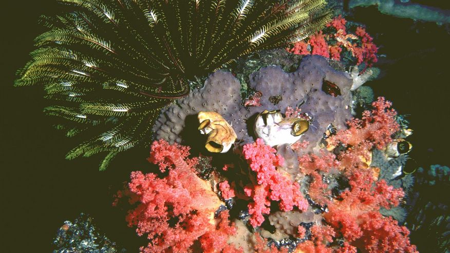 Ein Foto eines Korallenriffs vor Papua-Neuguinea