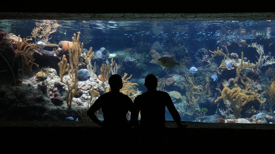 Foto, das ein großes Aquarium mit Fischen zeigt