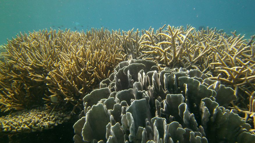 Foto eines Korallenriffs aus Indonesien