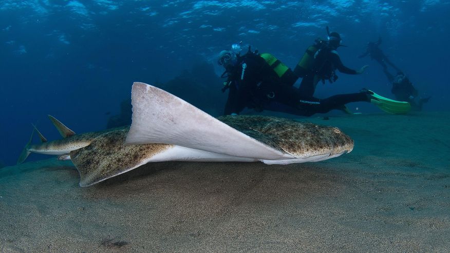 Foto eines Meerengels oder auch Engelhais