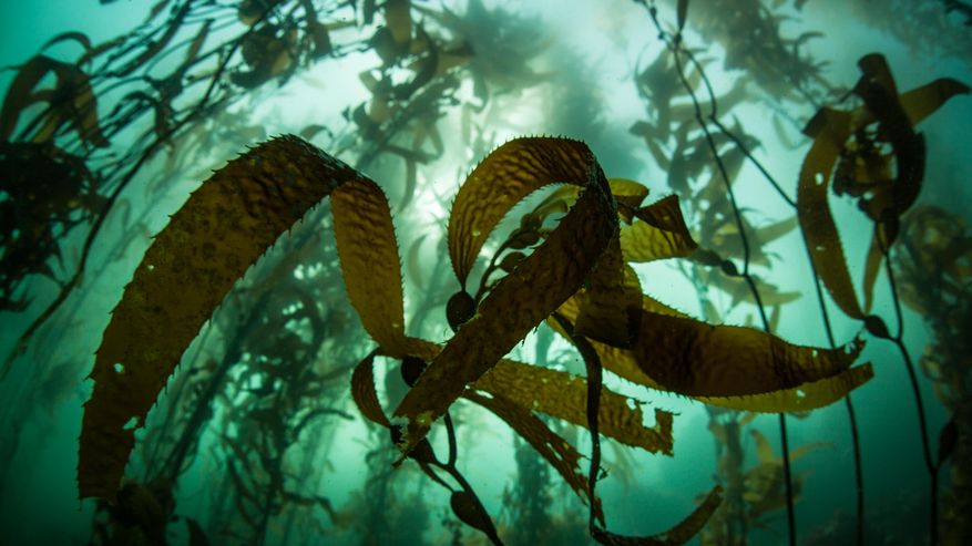 Kelpwälder unter Wasser