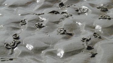 Foto von Wattwürmer im Sand, die für das Leben an der Nordsee von großer Bedeutung sind