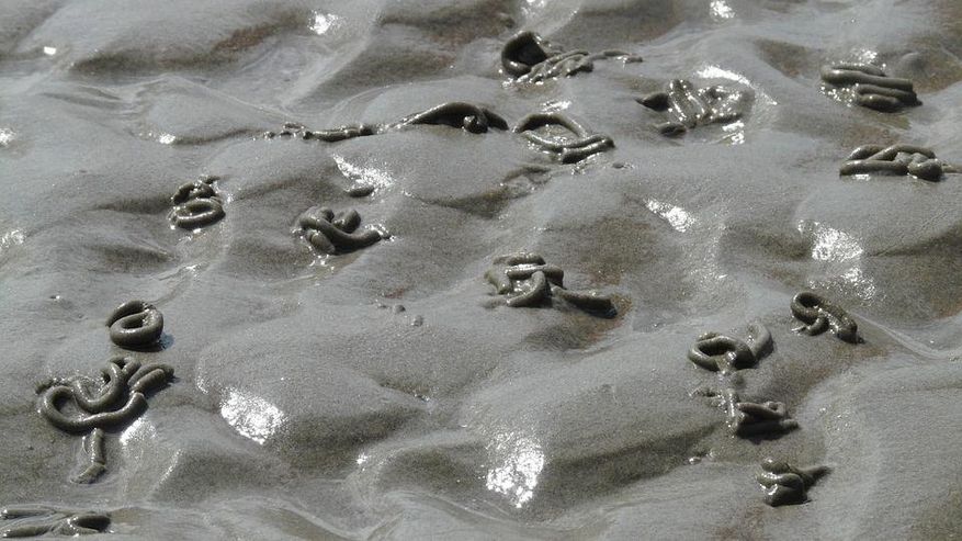 Foto von Wattwürmer im Sand, die für das Leben an der Nordsee von großer Bedeutung sind