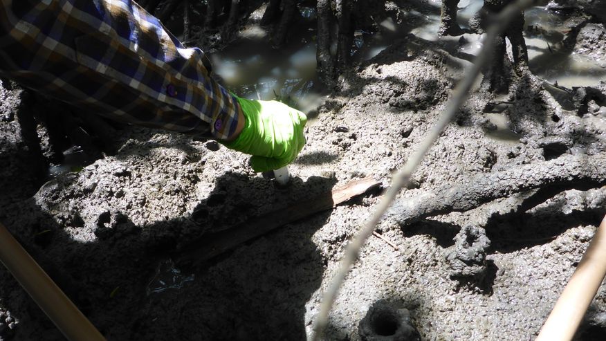 Foto, das Forschende bei der der Entnahme einer Probe in einer Mangrove, also einem Wald, in Brasilien zeigt