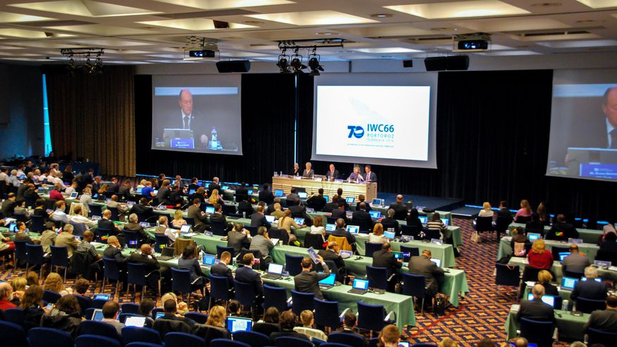 Foto eines Vortrages auf der Internationalen Walfangkommission (IWC).