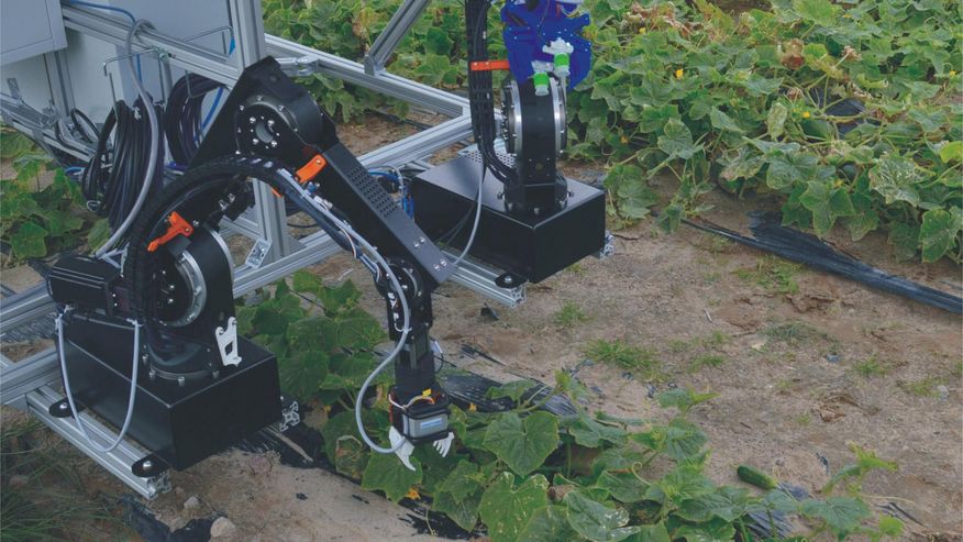 Roboter erntet Gurken