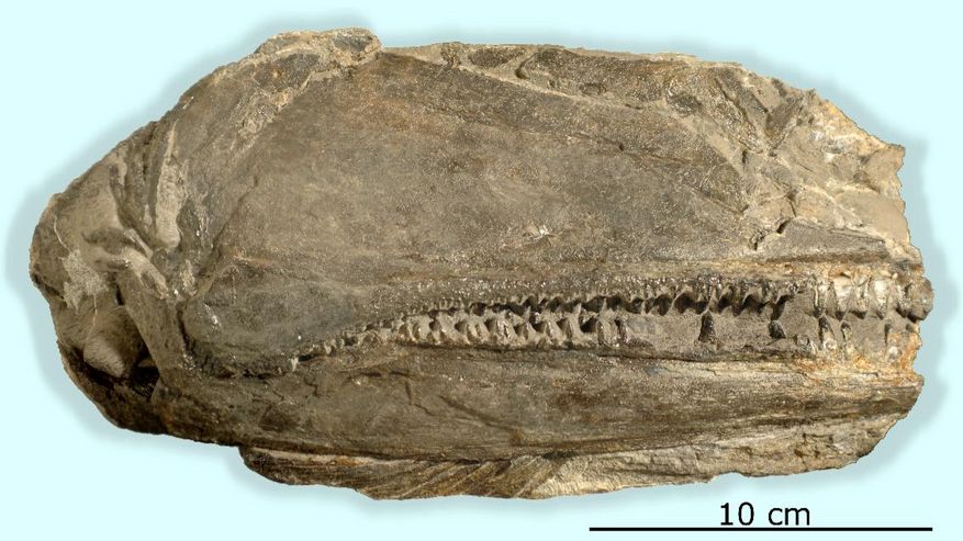 Ein 26 cm langes Fossil der rechten Seite des Schädels von Birgeria americana.