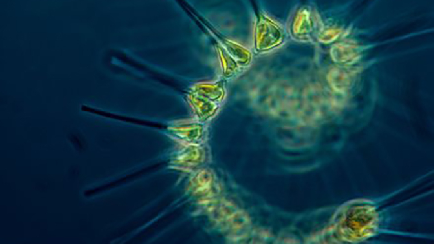 Alge unter einem Mikroskop