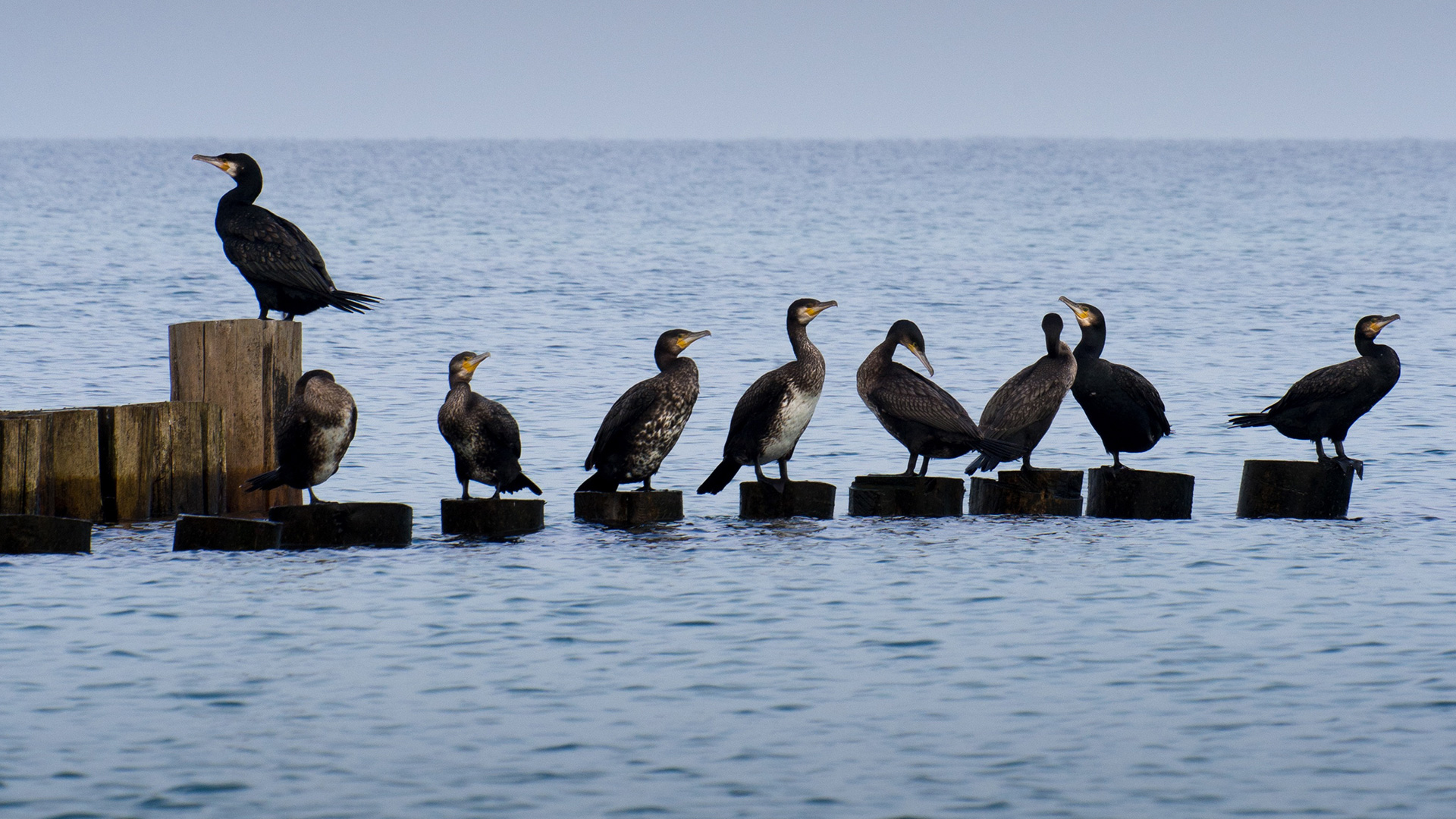 Abtauchen mit „forscher ahoi!“, dem Magazin für Neugierige