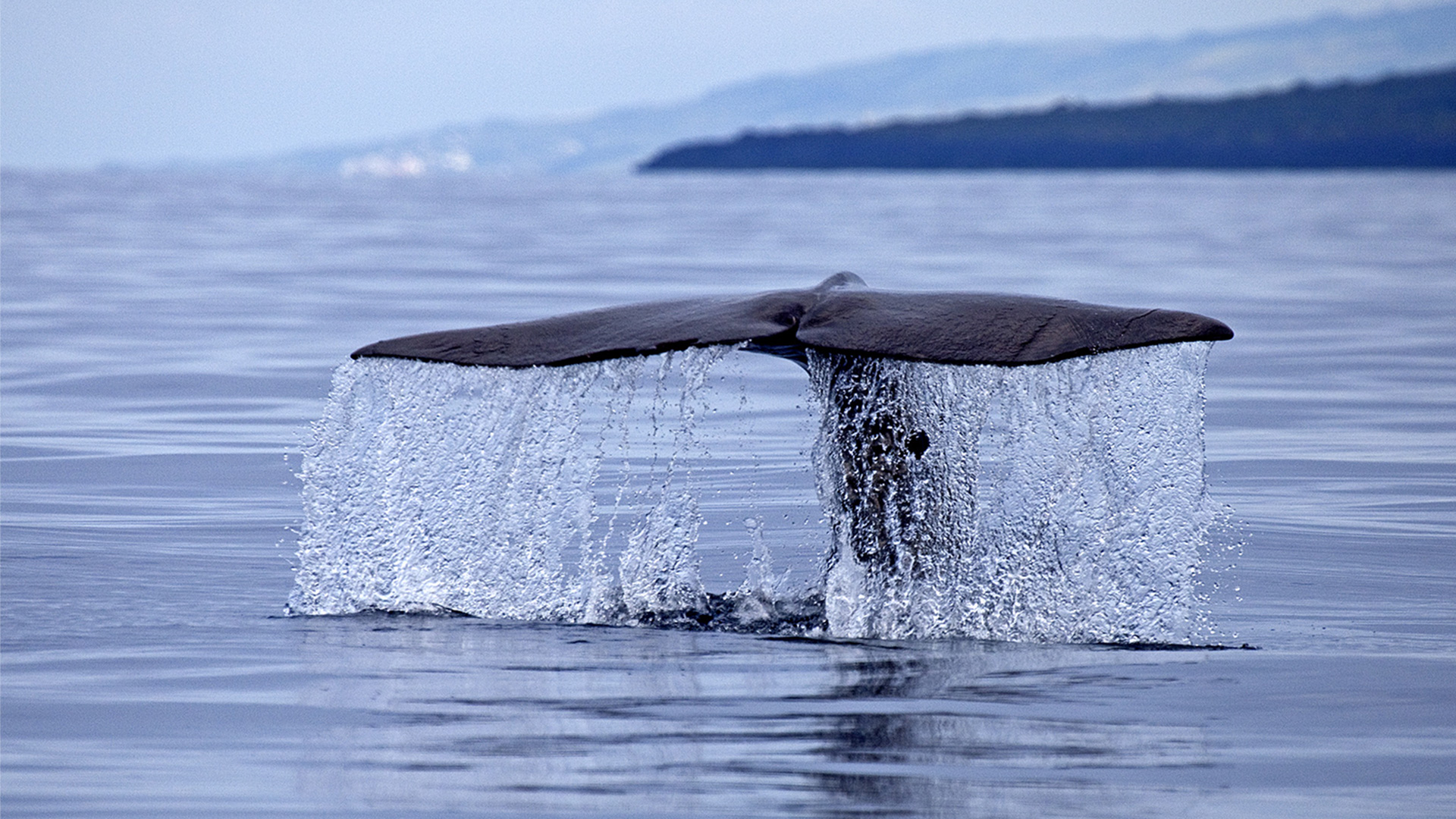 Die Auswirkungen von Ozeanversauerung auf Fischbestände