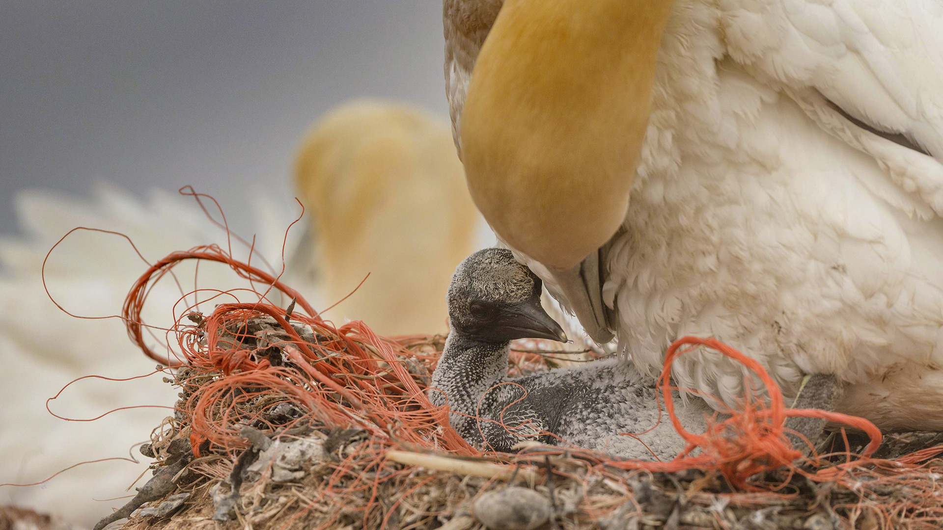 Weit mehr als 1.000 Meeresarten von Plastikmüll betroffen
