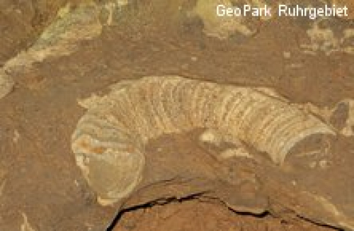 Vorschaubild zur Detailansicht der Veranstaltung: Das Ruhrgebiet und das Meer –  erdgeschichtliche und aktuelle Erkundungen