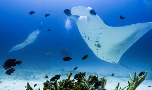 Vorschaubild zur Detailansicht der Veranstaltung: Darßer NaturfilmFestival: Herausragende Filme im OZEANEUM