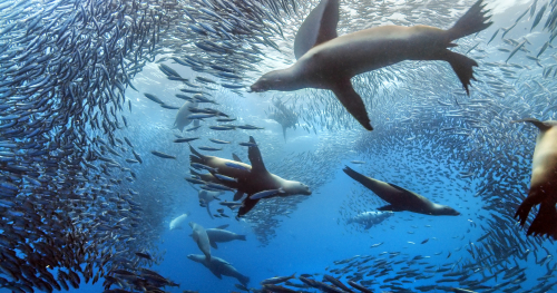 Vorschaubild zur Detailansicht der Veranstaltung: Darßer NaturfilmFestival: Herausragende Filme im OZEANEUM