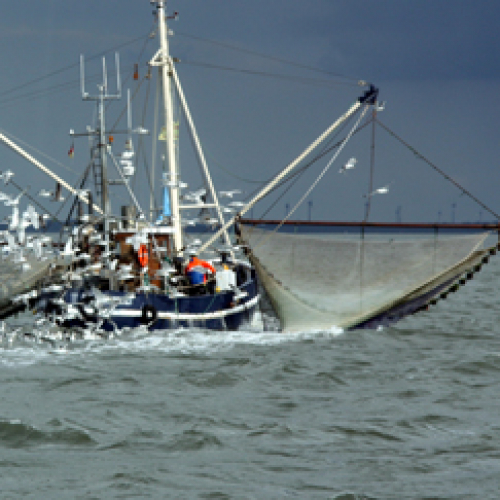Vorschaubild zur Detailansicht der Veranstaltung: Nahrungsquelle Meer - Entwicklungen, Gefährdungen, Prognosen