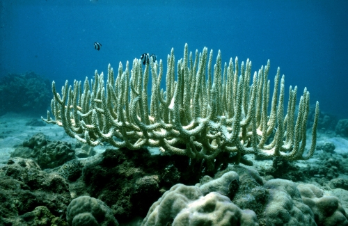 Vorschaubild zur Detailansicht der Veranstaltung: Vortrag: "Korallen im Klimawandel“