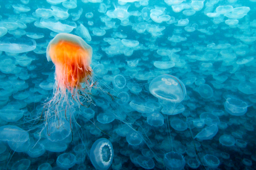 Vorschaubild zur Detailansicht der Veranstaltung: CineMare Int'l Ocean Film Festival: ARTE MATINÉE