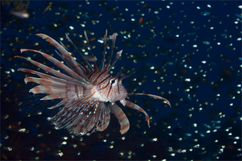 Vorschaubild zur Detailansicht der Veranstaltung: CineMare Int'l Ocean Film Festival: SUPERMANN MIT FLOSSEN: DER ROTFEUERFISCH