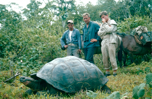 Vorschaubild zur Detailansicht der Veranstaltung: CineMare Int'l Ocean Film Festival: GALAPAGOS - TRAUMINSELN IM PAZIFIK