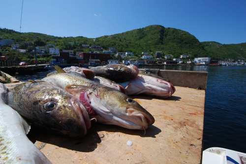 Vorschaubild zur Detailansicht der Veranstaltung: CineMare Int'l Ocean Film Festival: AN OCEAN MYSTERY - THE MISSING CATCH