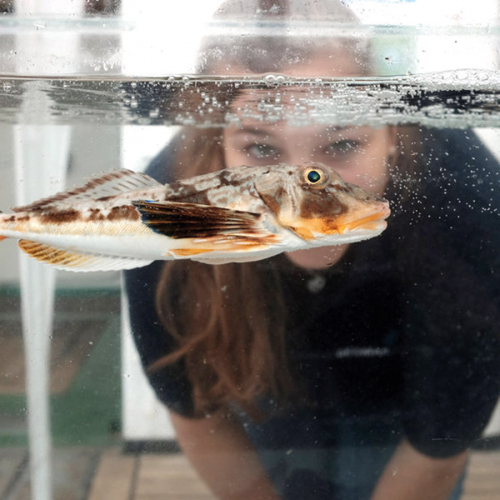 Vorschaubild zur Detailansicht der Veranstaltung: WAS LEBT DENN DA IM MEER?!