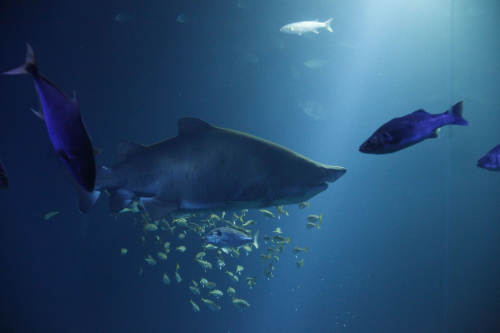 Vorschaubild zur Detailansicht der Veranstaltung: Vortragsreihe „Greenpeace und das Meer“ - Haie gejagte Jäger