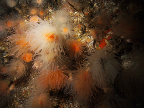 Vorschaubild zur Detailansicht der Veranstaltung: "Zeitreise in die Zukunft – Eintauchen in die chilenischen Fjordregionen"