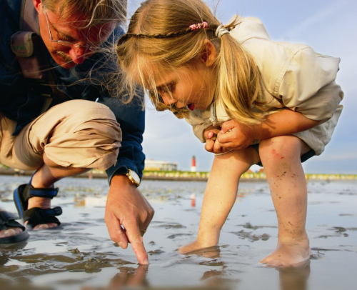 Vorschaubild zur Detailansicht der Veranstaltung: Kreativ-Wattführung