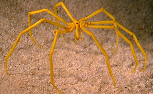 Vorschaubild zur Detailansicht der Veranstaltung: Stresstest im Eis: Ursprung, Gegenwart und Zukunft biologischer Vielfalt des Südpolarmeers