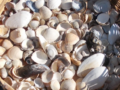 Vorschaubild zur Detailansicht der Veranstaltung: Forschen und Landart am Strand