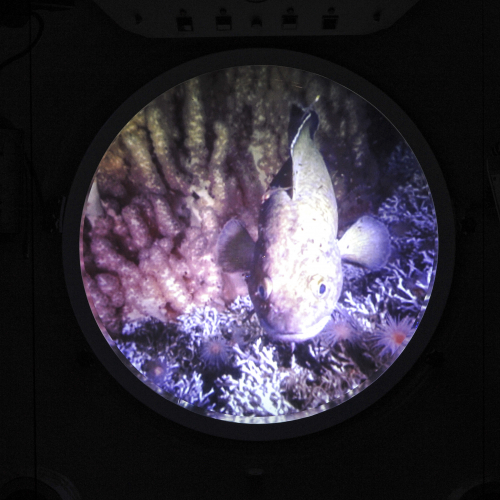 Vorschaubild zur Detailansicht der Veranstaltung: Vom Drachenfisch zum Schwarzen Raucher - von Meeresungeheuern zur Meeresforschung