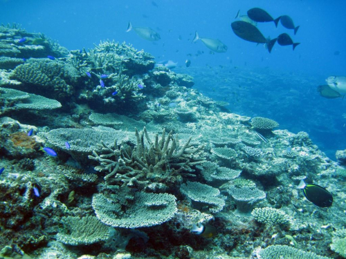 Vorschaubild zur Detailansicht der Veranstaltung: Wie Korallenfische den Weg nach Hause finden