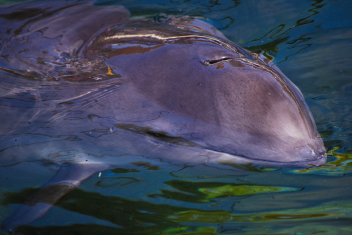 Vorschaubild zur Detailansicht der Veranstaltung: Internationaler Tag des Ostseeschweinswals