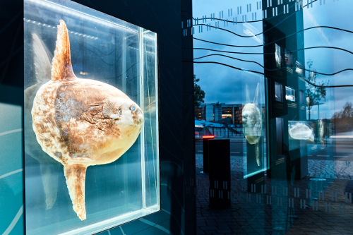 Vorschaubild zur Detailansicht der Veranstaltung: Ausstellung „Das Meer beginnt hier“ im Bundesministerium für Bildung und Forschung
