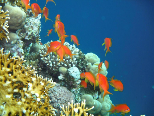 Vorschaubild zur Detailansicht der Veranstaltung: Chemische Kriegsführung im Meer: Tierische Interaktionen im Korallenriff