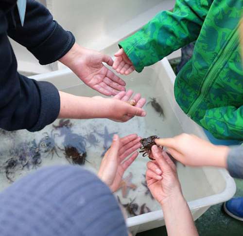Vorschaubild zur Detailansicht der Veranstaltung: Meeresforschung zum Anfassen