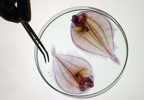 Vorschaubild zur Detailansicht der Veranstaltung: „INSIGHTFISH“