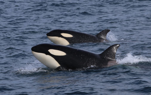 Vorschaubild zur Detailansicht der Veranstaltung: Familientage "Auf den Spuren von Walen, Fischen und Mikroplastik"