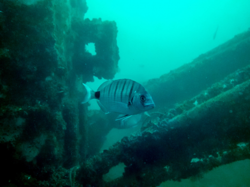 Vorschaubild zur Detailansicht der Veranstaltung: Untersee-Erkundung mit intelligenten Schwärmen