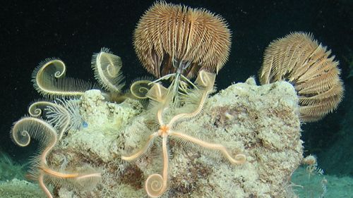 Vorschaubild zur Detailansicht der Veranstaltung: Fotografieren in der Tiefsee - Herausforderung oder Routine?