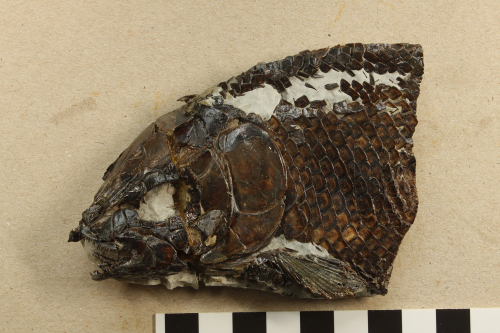 Vorschaubild zur Detailansicht der Veranstaltung: Vortrag: Ausgestorbene Meeres-Faunen – ein Spaziergang durch die Erdgeschichte Nordost-Deutschlands