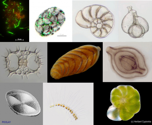 Vorschaubild zur Detailansicht der Veranstaltung: ICBM-Vortragsreihe: 20.000 Millimeter unter dem Meeresboden