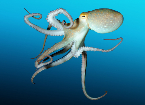 Vorschaubild zur Detailansicht der Veranstaltung: Ferienaktion: Von Fischen, die keine sind: Tintenfische