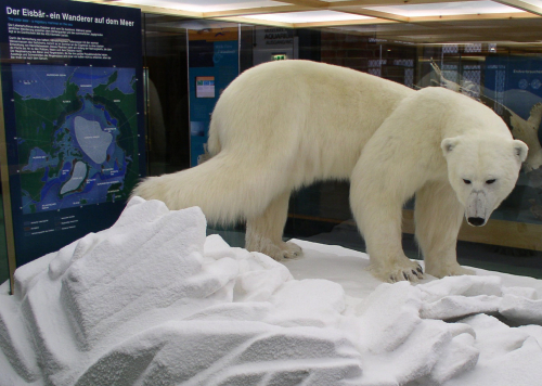 Vorschaubild zur Detailansicht der Veranstaltung: Ferienaktion: Der Eisbär - zu Hause im „Kühlschrank“ der Erde